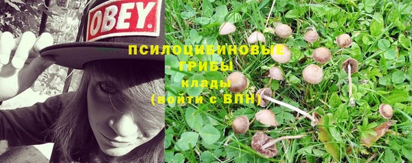 PSILOCYBIN Бутурлиновка